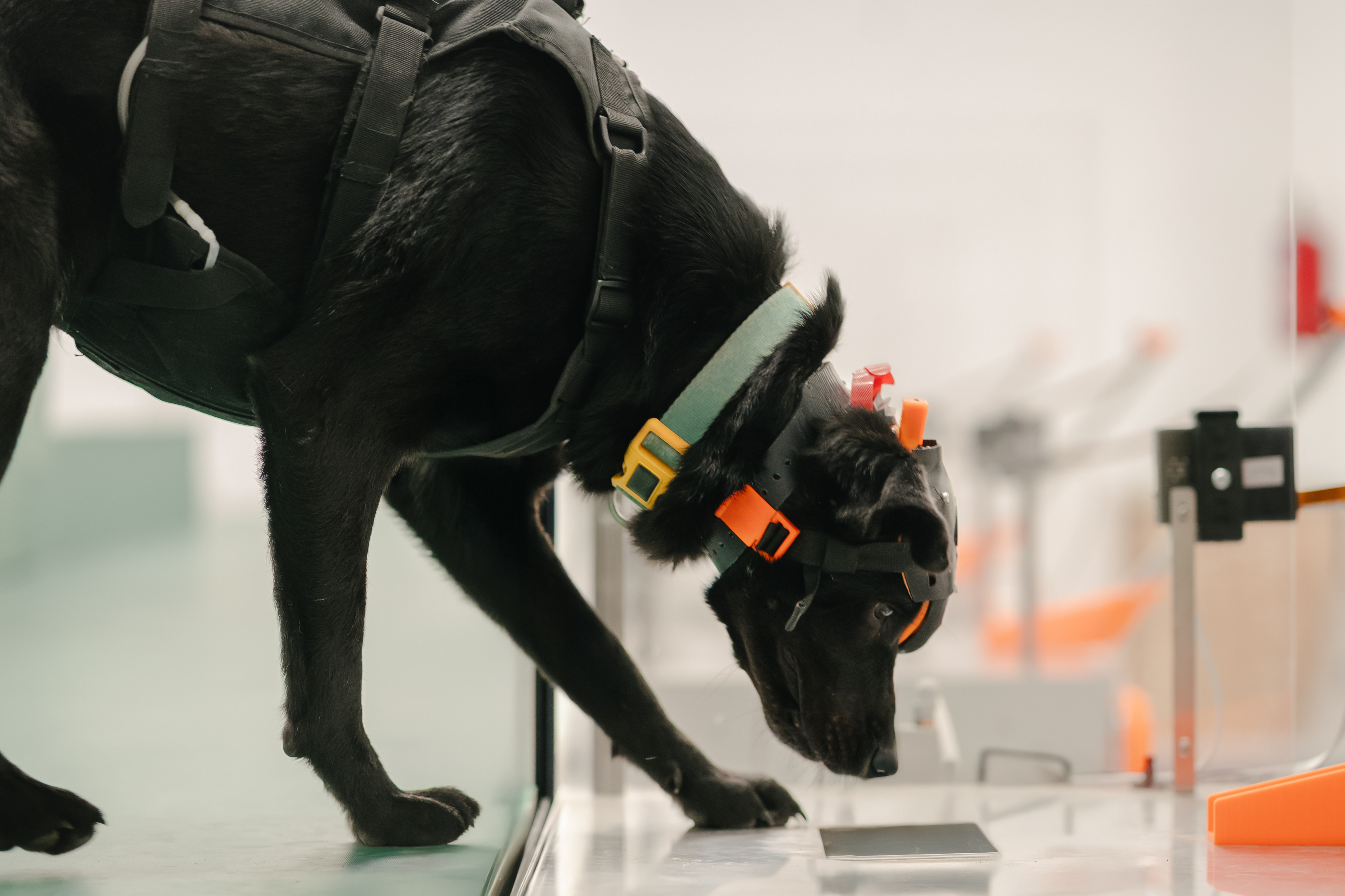 A trained detection dog at work