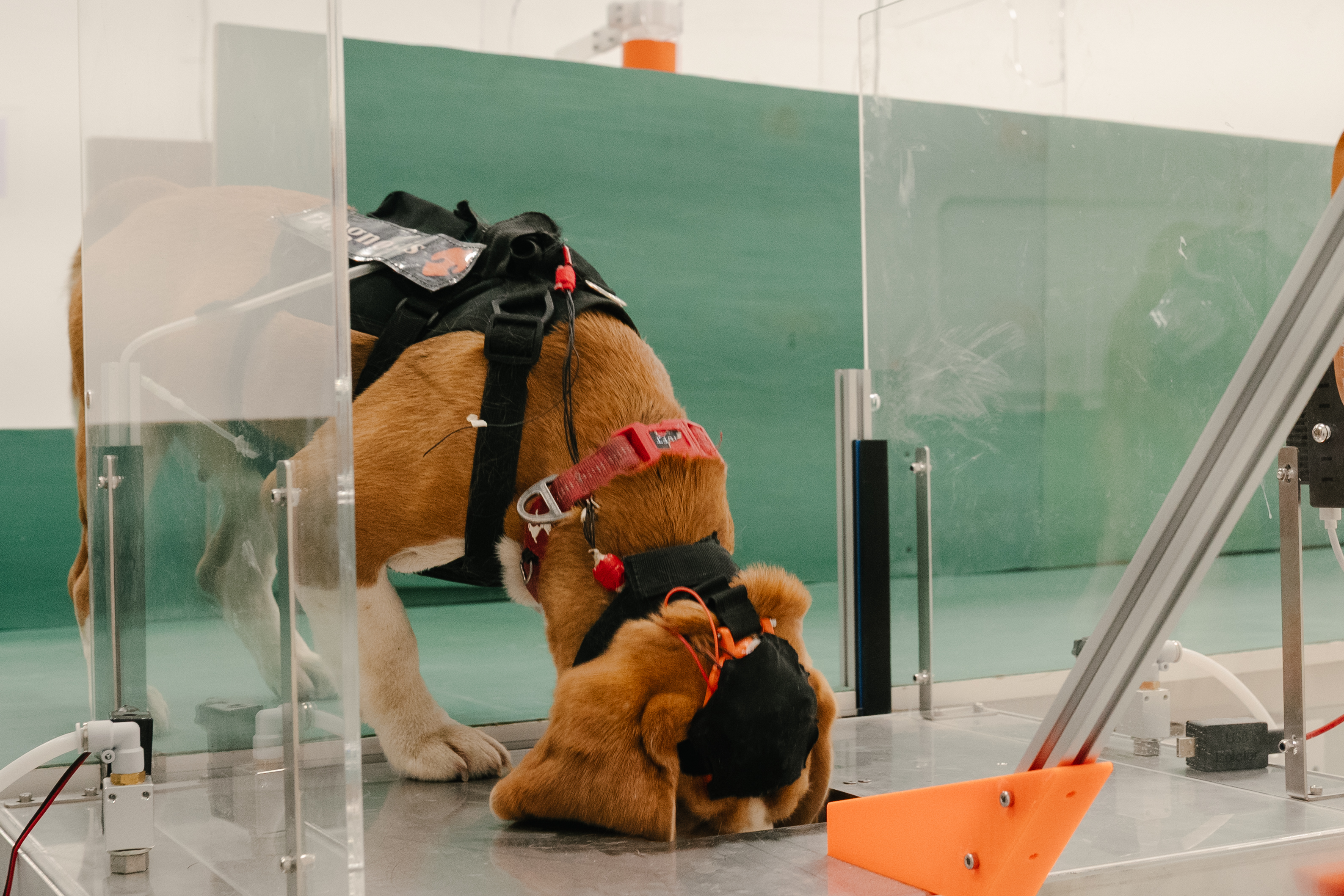 A trained dog screening a breath sample